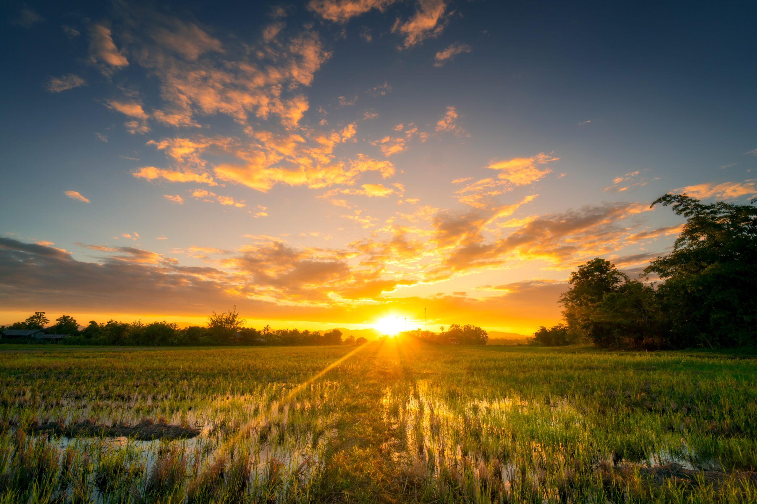Natural scenic Beautiful rice field and sunset at Thailand.