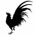 The story of SOEDER the rooster